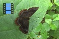 Scene_2_14_RIODINIDAE on leaf